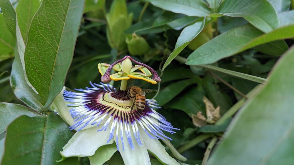Passion Flower Vine Passiflora plant Cutting arch loving bee pollinators purple passion flower beautiful garden flower green house vine