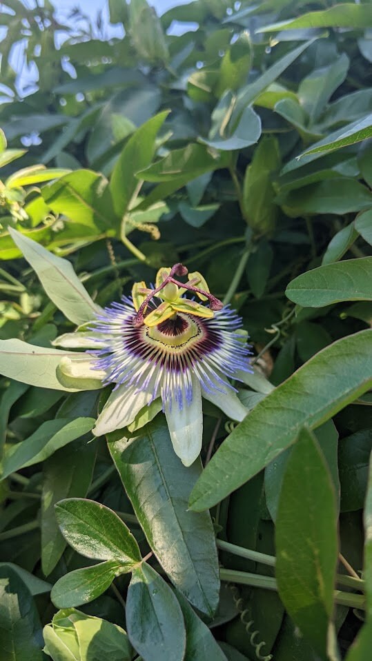 Passiflora plant Cutting Passion Flower Vine arch loving bee pollinators purple passion flower beautiful garden flower green house vine