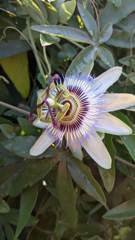 Passiflora plant Cutting Passion Flower Vine arch loving bee pollinators purple passion flower beautiful garden flower green house vine