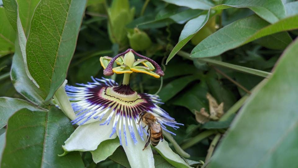 Passion Flower Vine Passiflora plant Cutting arch loving bee pollinators purple passion flower beautiful  garden flower green house vine