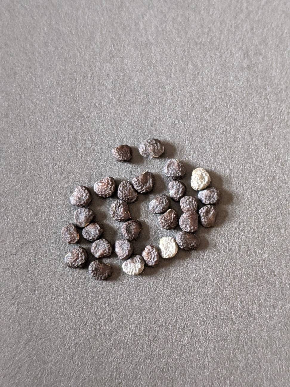 moonflower blooms at night Beautiful bloom Seeds 50ct