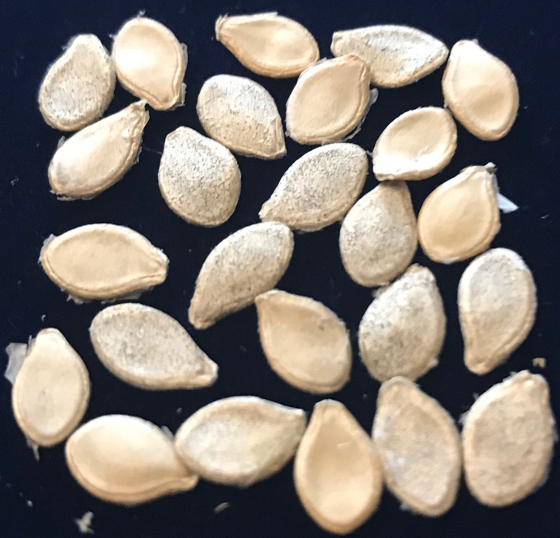 Tennessee Spinner Gourd seeds Tennessee dancing gourd sun loving organic white flower vine arch plant small gourd gift seed home décor gift