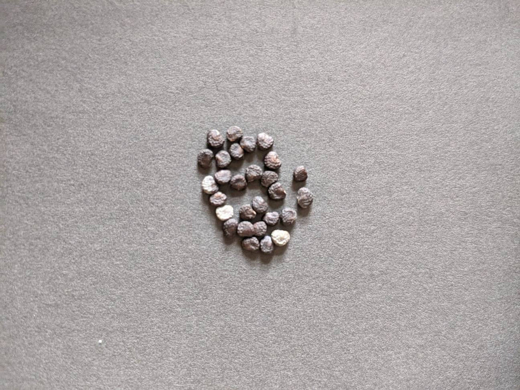 moonflower blooms at night Beautiful bloom Seeds 50ct