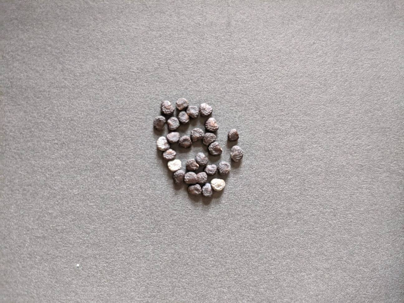 moonflower blooms at night Beautiful bloom Seeds 50ct