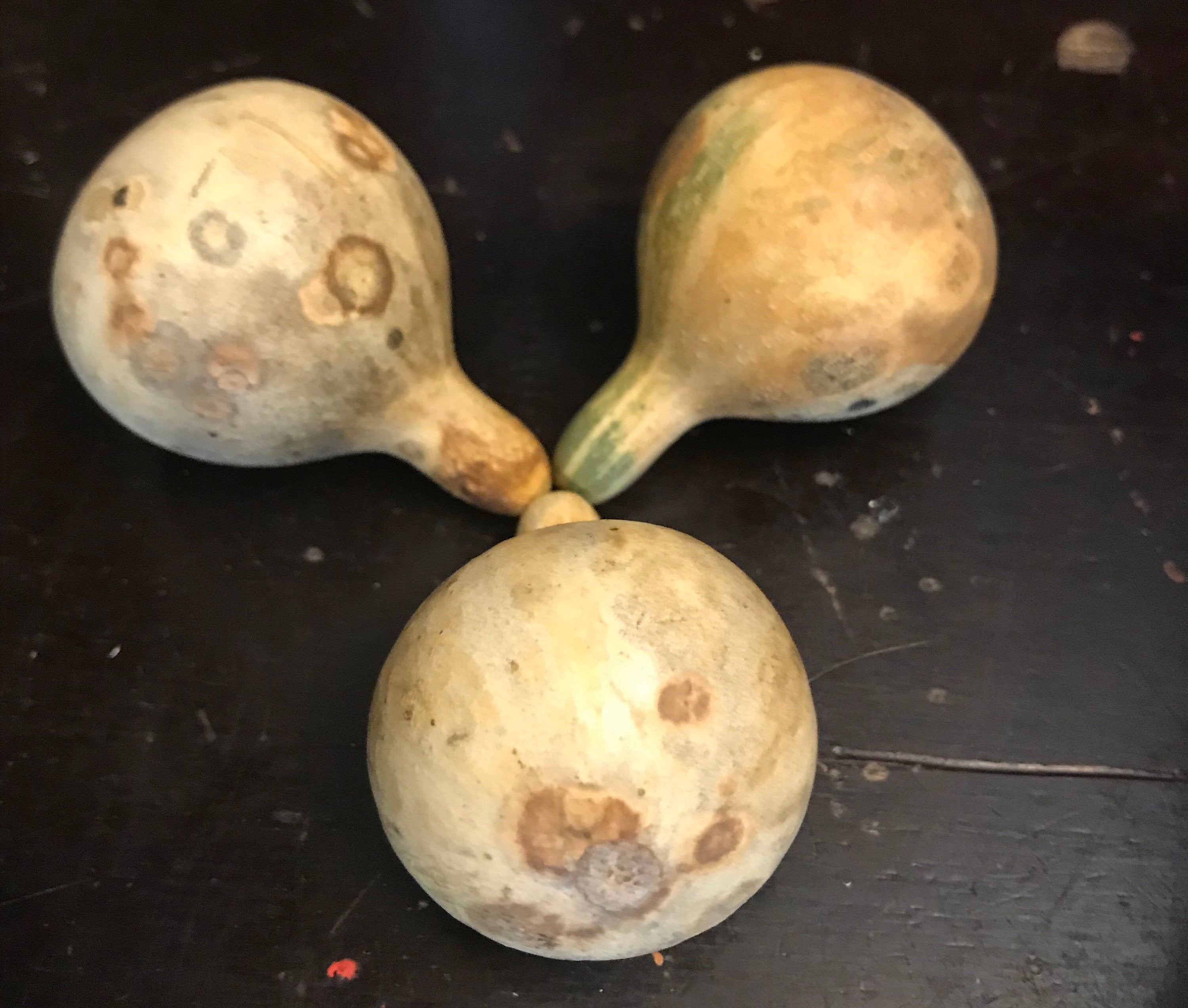 Dry Tennessee dancing Spinning Gourds decorations seed vine Arch loving small gourd dancing gourd fast growing home décor house art maraca