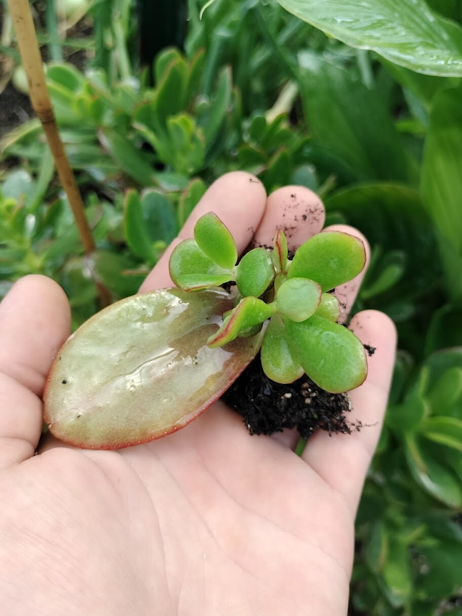 New House Plant Gift Garden plant Large Jade Plant Crassula rooted starts