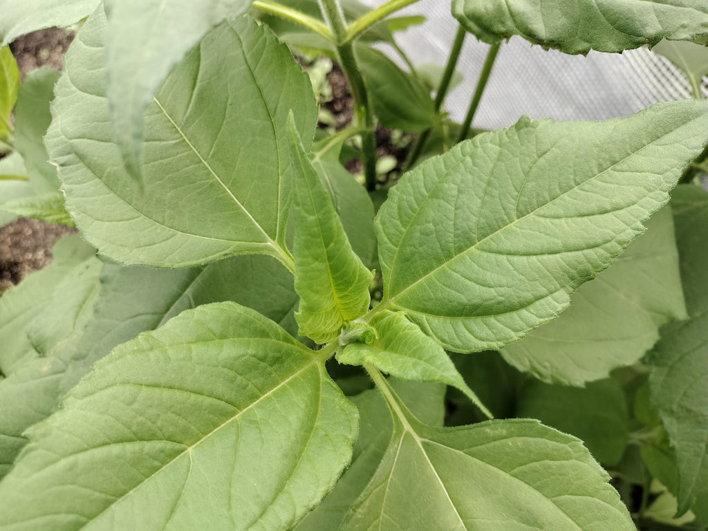 Jerusalem artichokes
