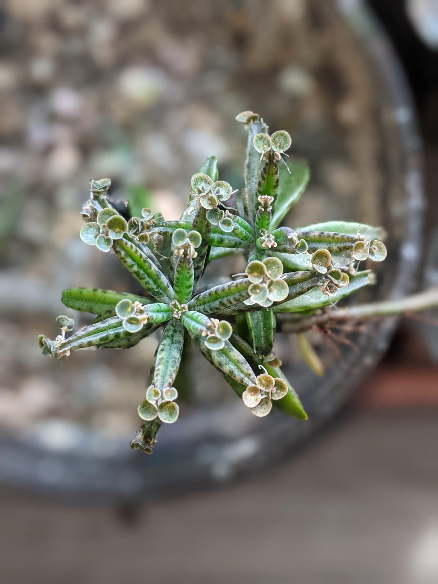 mother million babies succulents Madagascar rare plant zones 10-12 gift energy plant (25 count)
