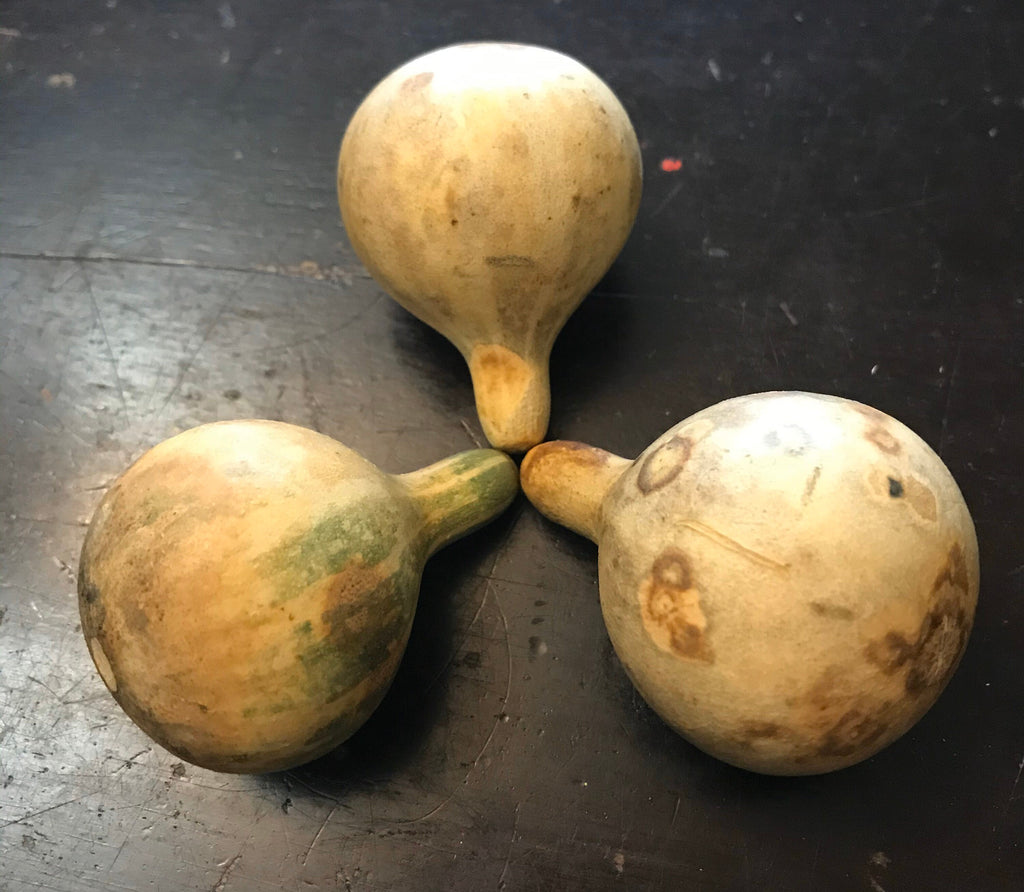 Dry Tennessee dancing Spinning Gourds decorations seed vine Arch loving small gourd dancing gourd fast growing home décor house art maraca