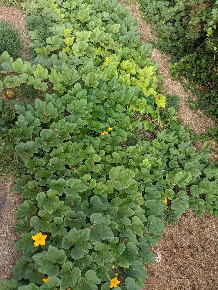 dry Dancing Gourd Spinner home décor Vine Arch Loving Small Gourd Dancing Gourd Fast Growing House Art Natural garden Maraca greenhouse