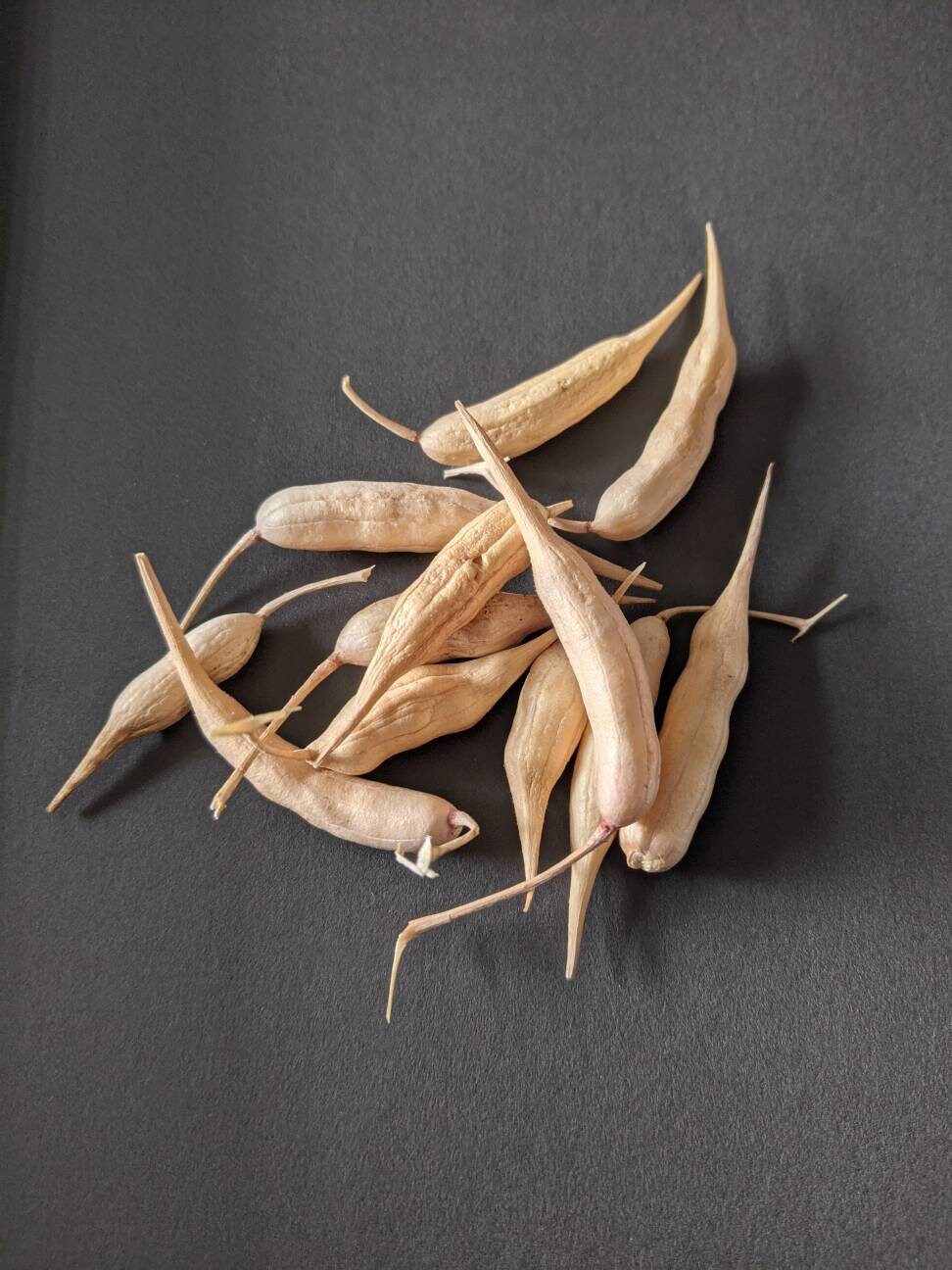 Radish seeds garden edible plant seed bank radish seed radish