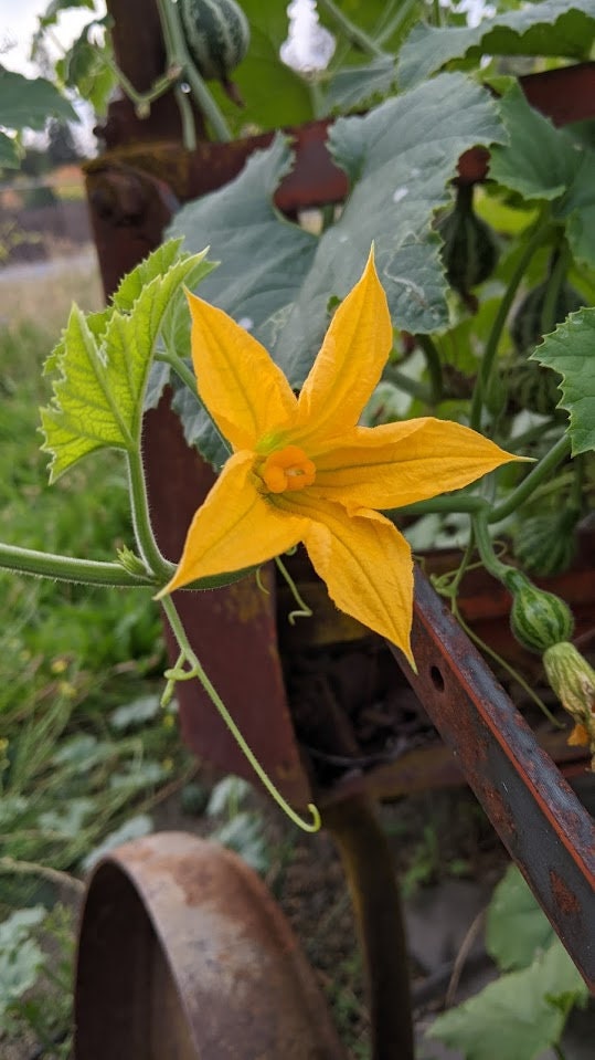 dry Dancing Gourd Spinner home décor Vine Arch Loving Small Gourd Dancing Gourd Fast Growing House Art Natural garden Maraca greenhouse