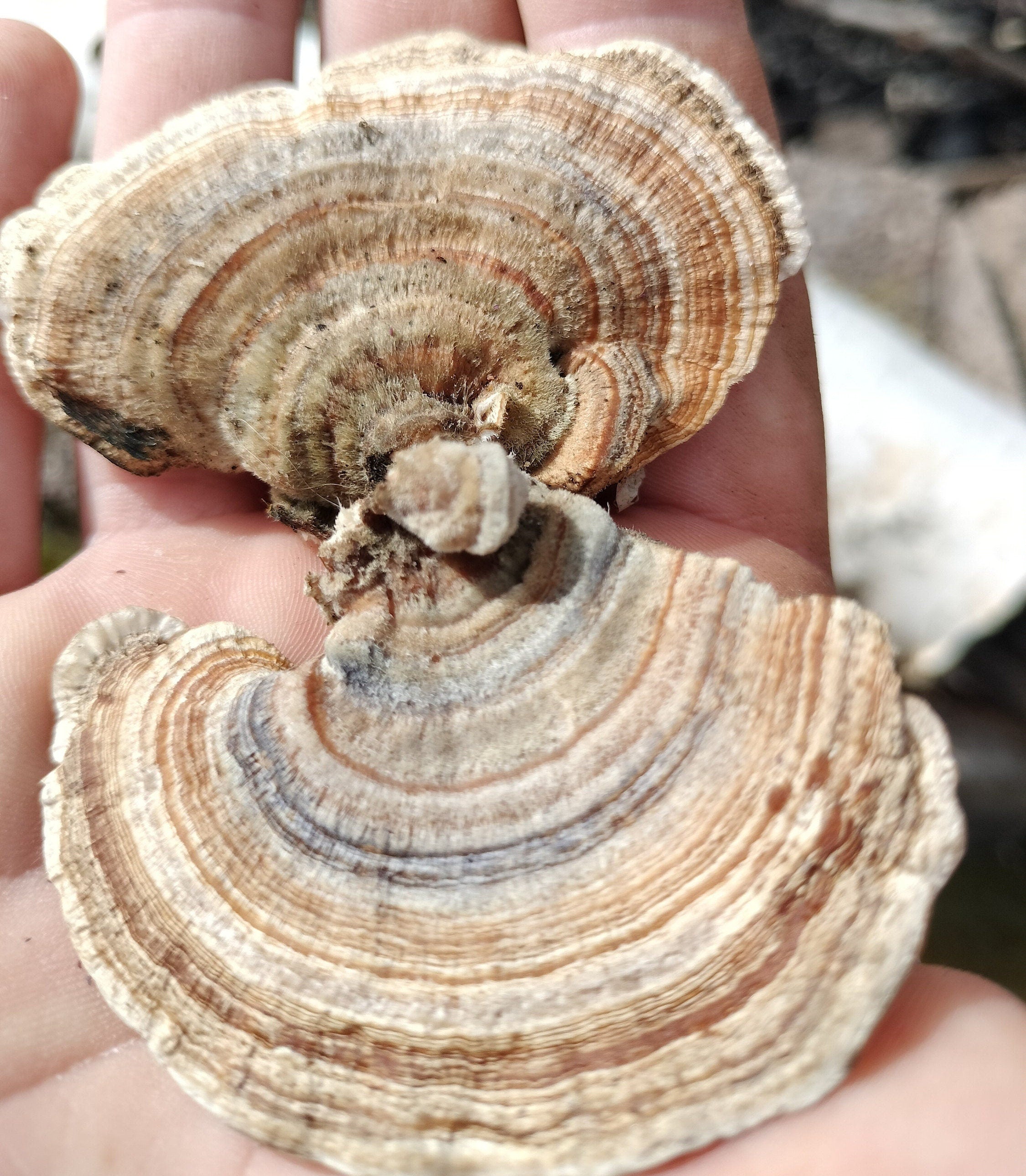 Coridus versicolor Turkey tail mushroom dehydrated half oz , gut health, coffee replacement, tea, healthy, beautiful mushroom, turkey tail,