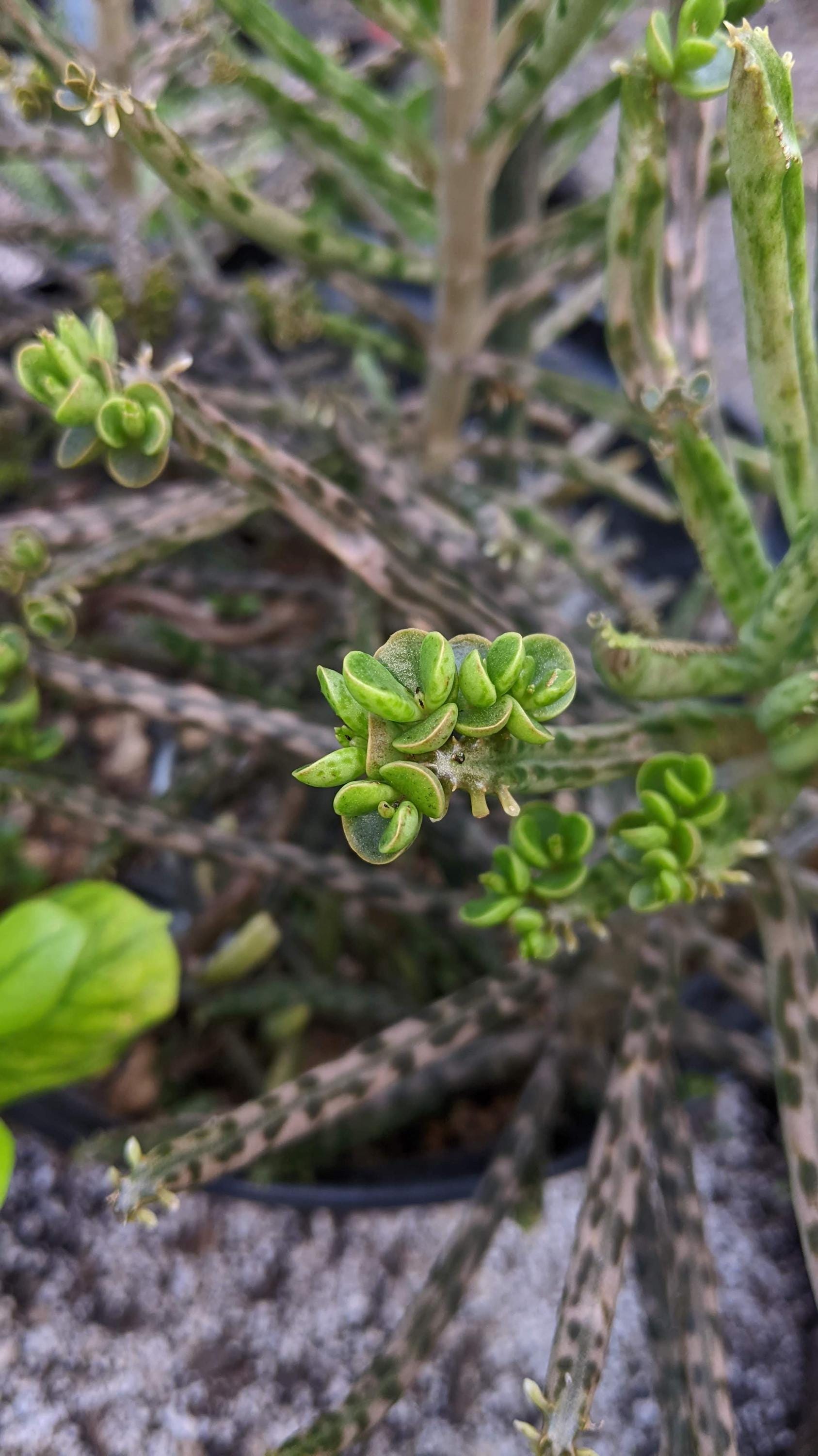 mother million babies succulents Madagascar rare plant zones 10-12 gift energy plant (25 count)