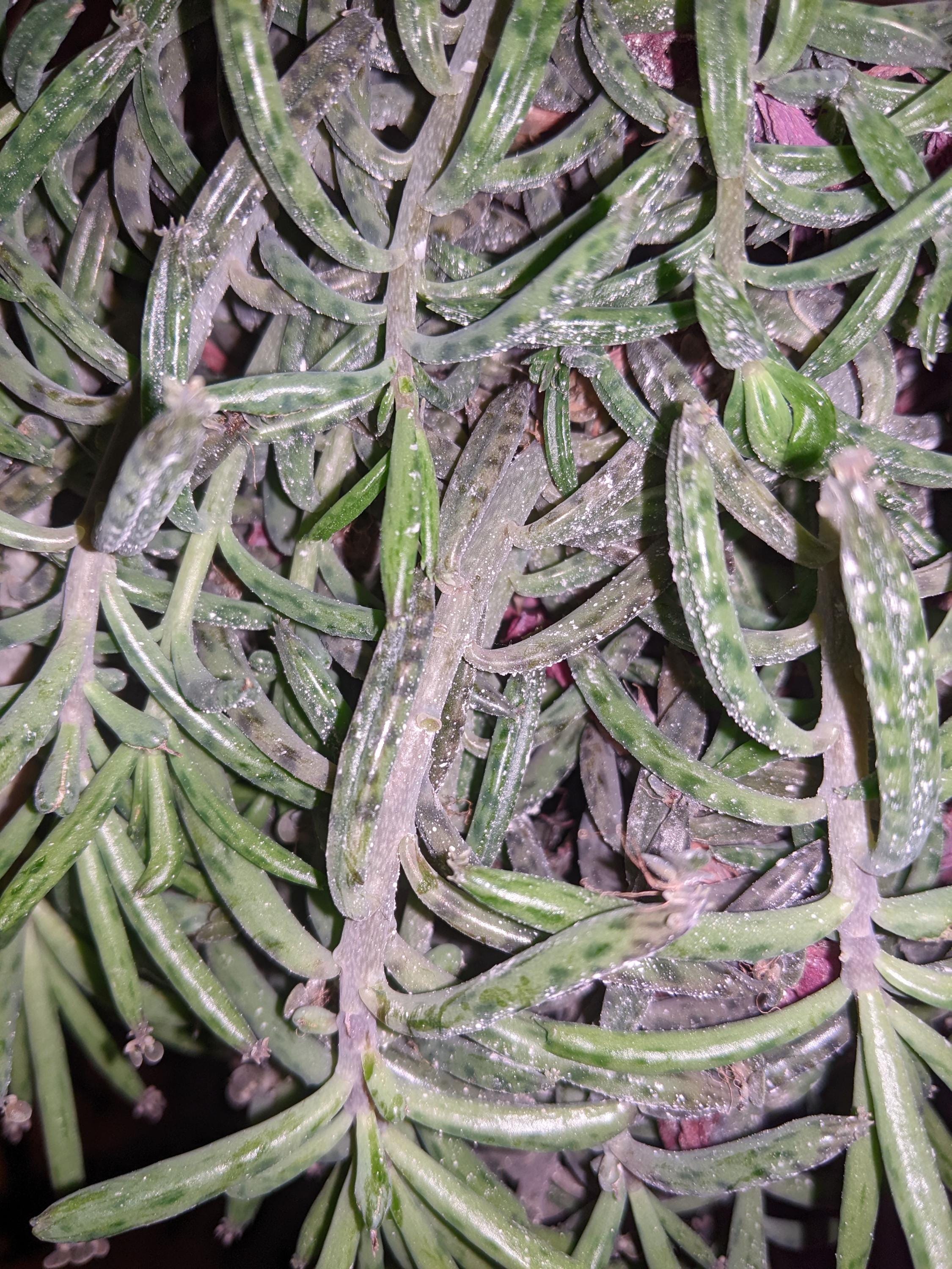 mother million babies succulents Madagascar rare plant zones 10-12 gift energy plant (25 count)