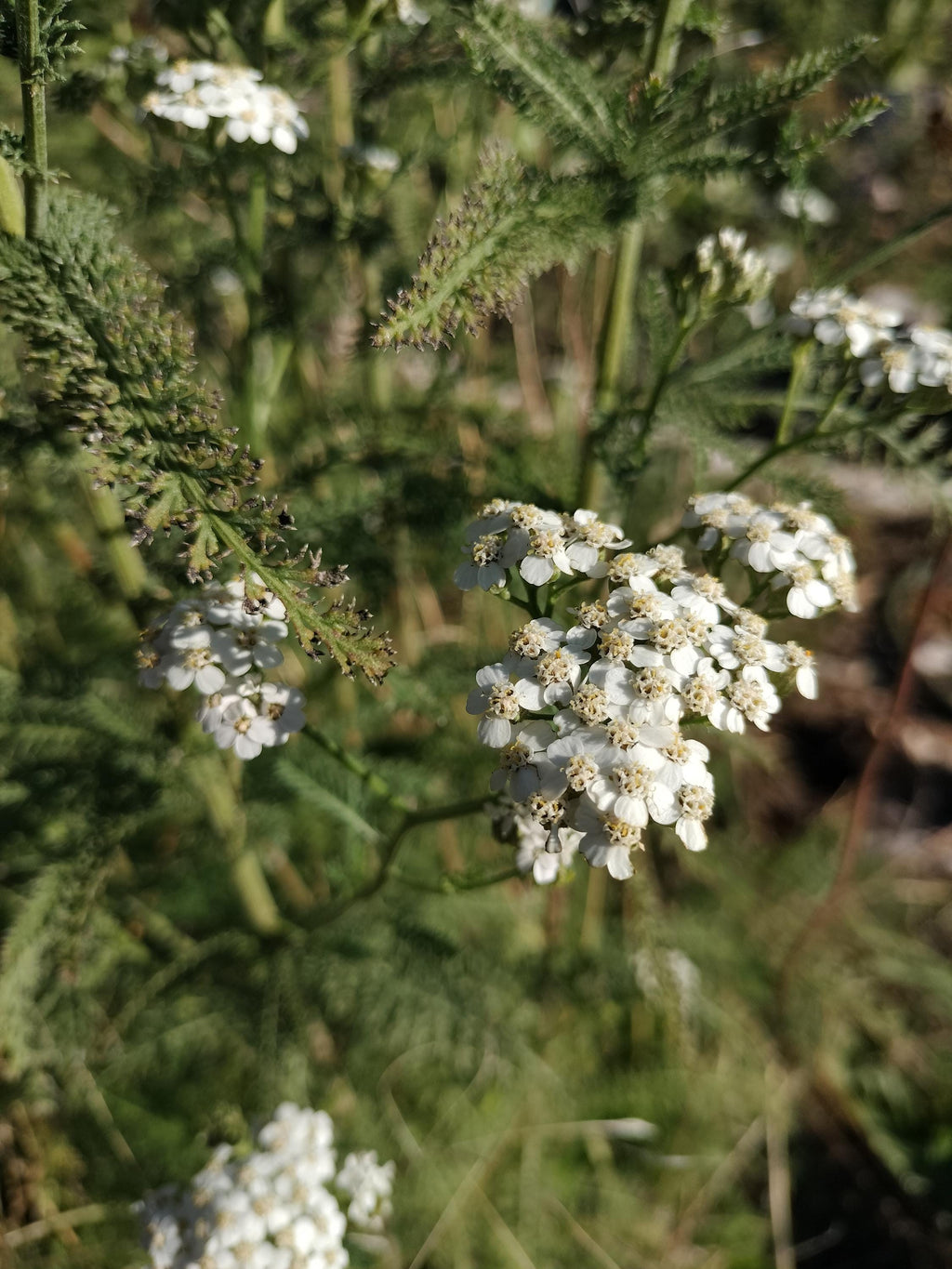Achillea millefolium common yarrow seed organic white yarrow seeds garden butterfly plant gift Herb frequency energy seed yarrow bulk seeds