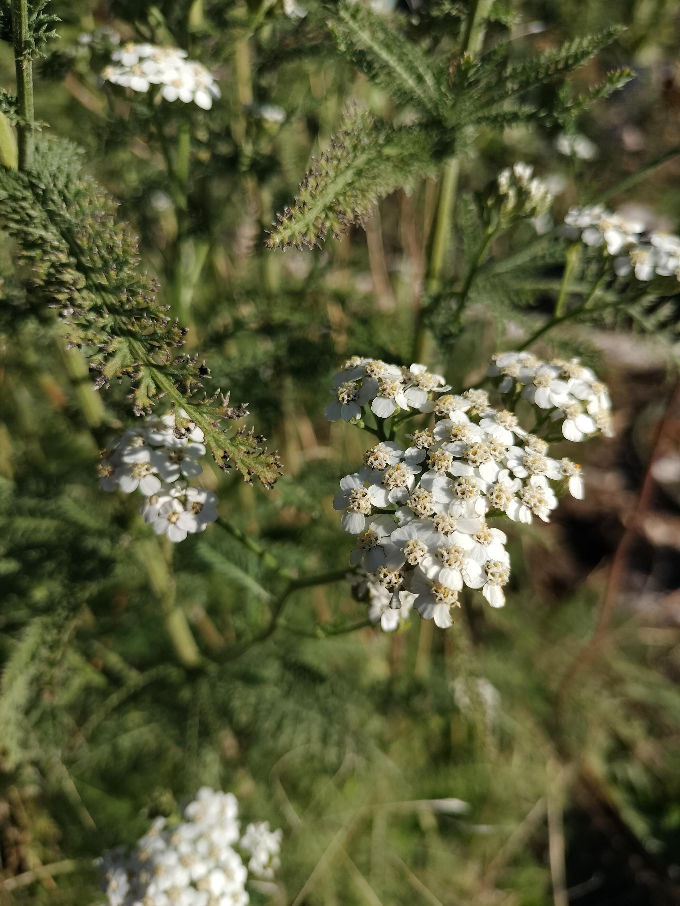 Achillea millefolium common yarrow seed organic white yarrow seeds garden butterfly plant gift Herb frequency energy seed yarrow bulk seeds