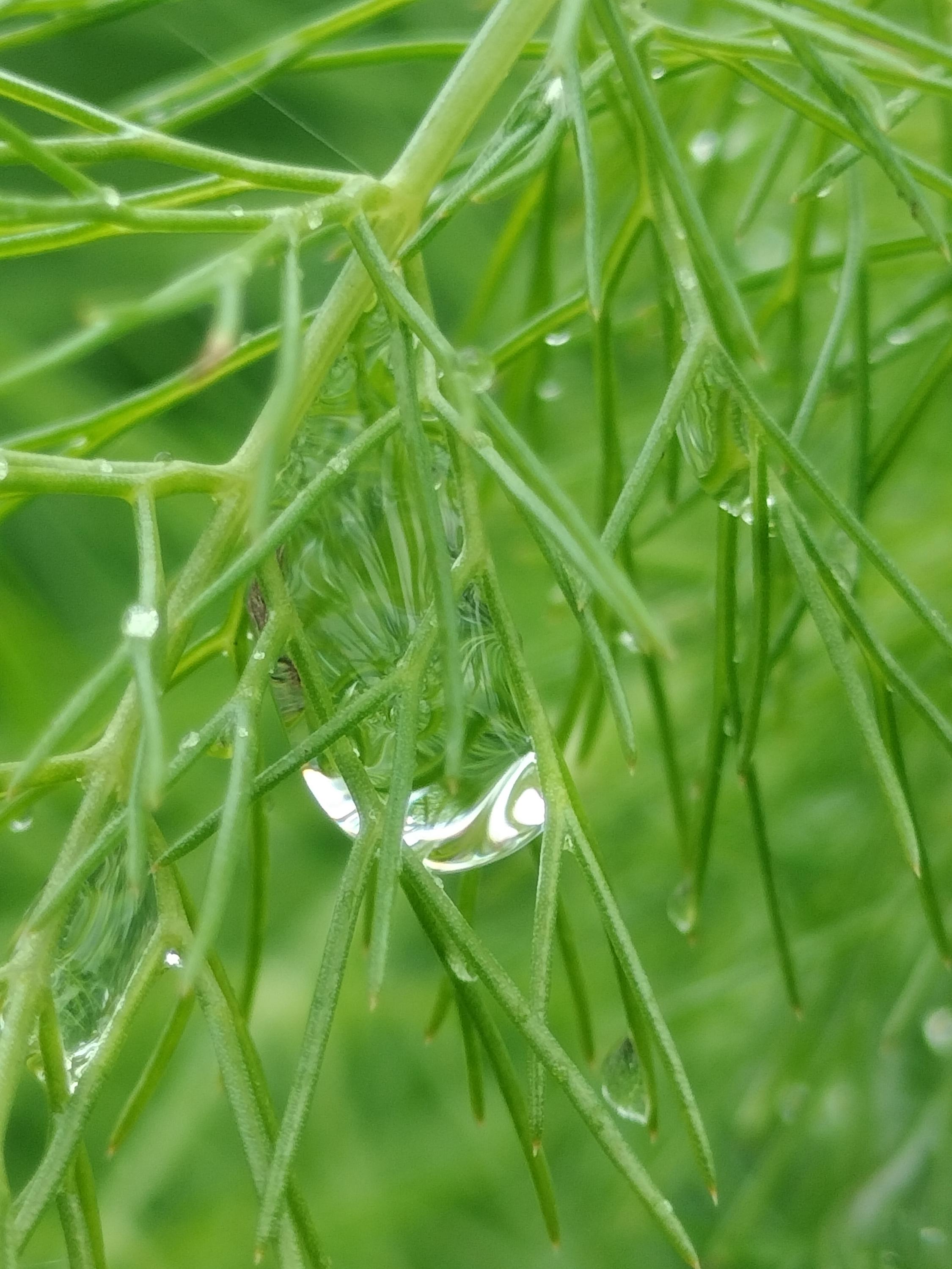 fennel plant Foeniculum vulgare live plant fennel garden potted plants fennel foeniculum fennel vulgare live plant fennel vulgare live pot