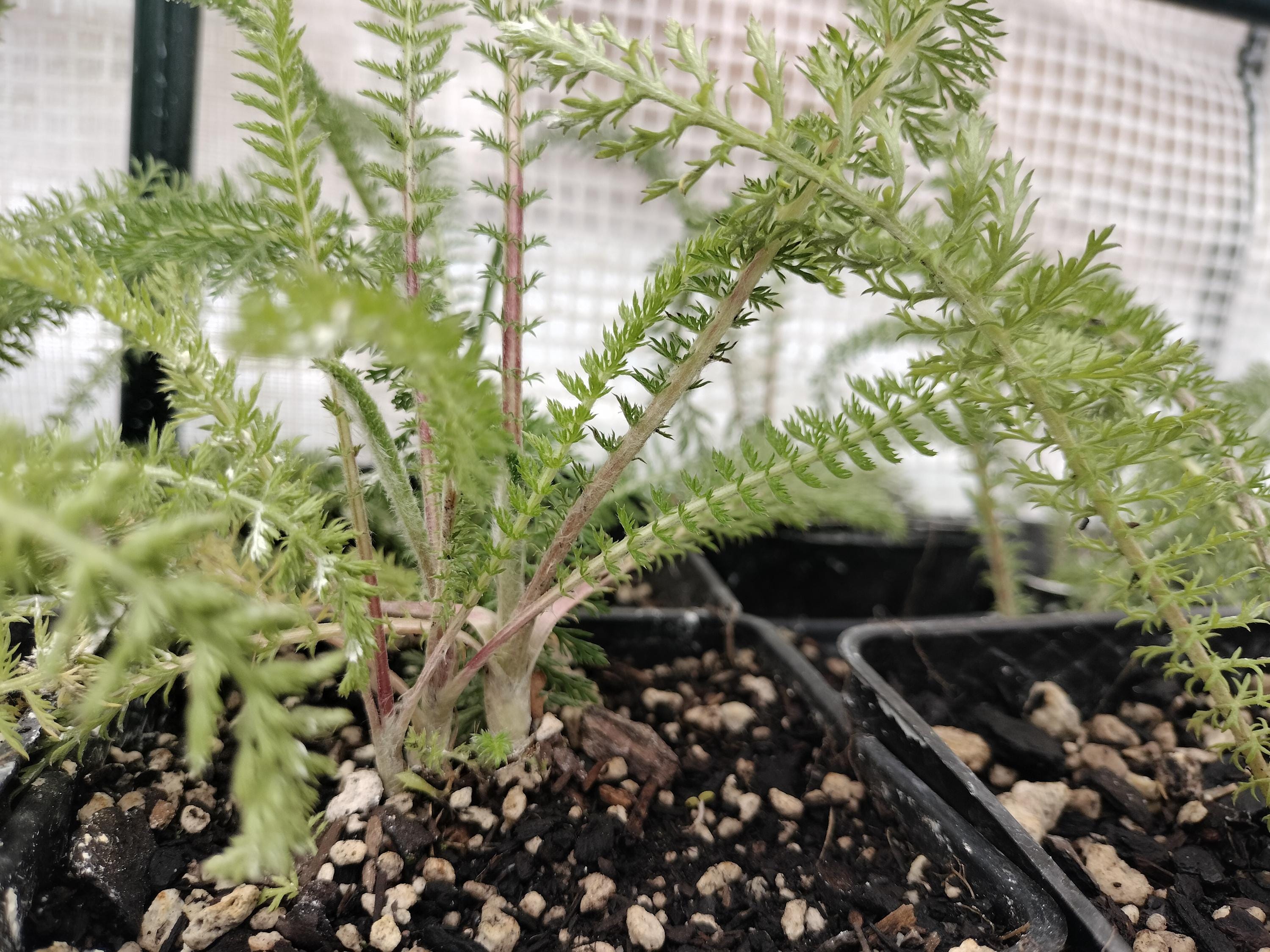 Achillea millefolium common yarrow plant sorganic white yarrow plant garden butterfly plant gift Herb Yarrow plant garden