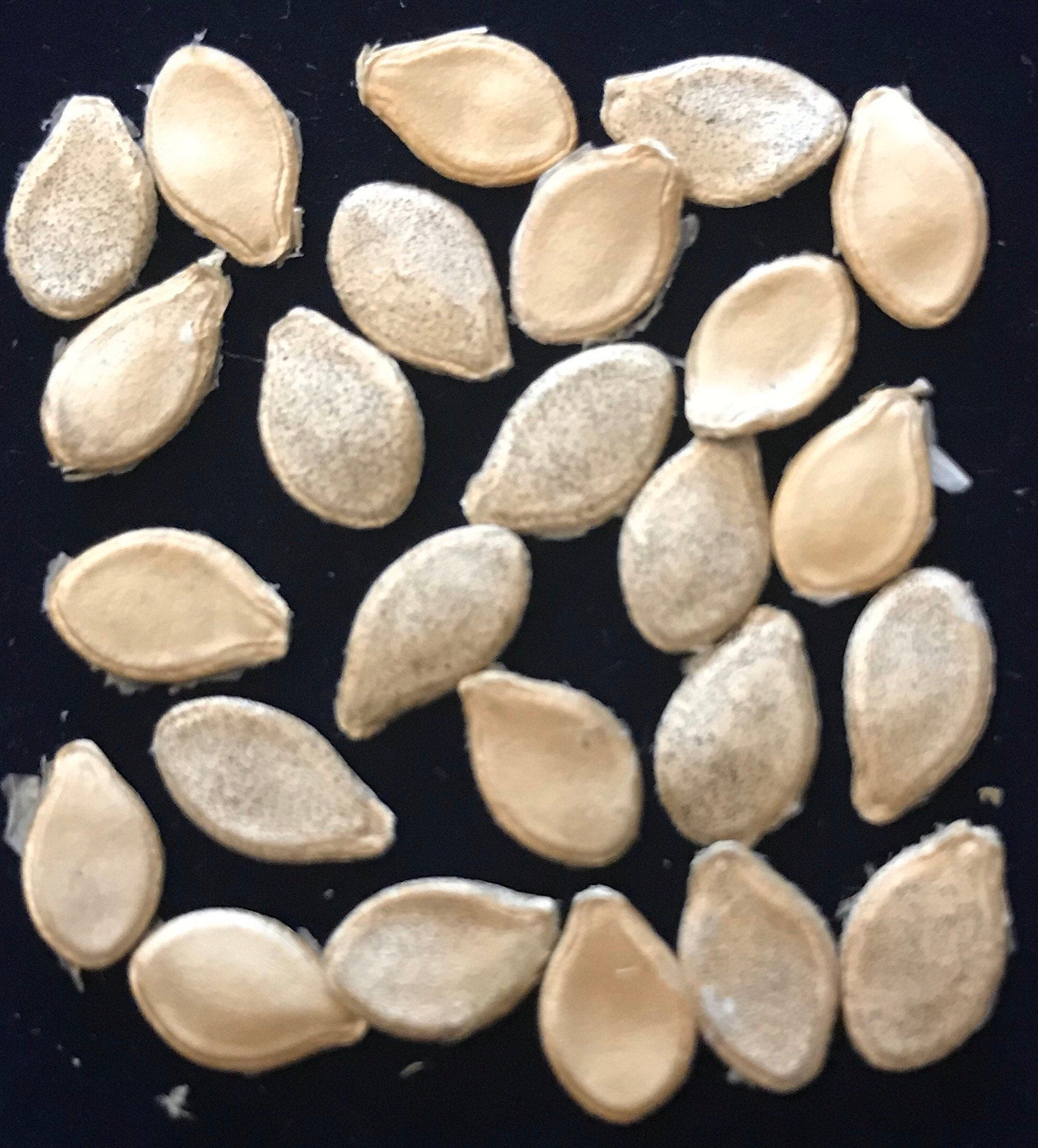 Tennessee Spinner Gourd seeds Tennessee dancing gourd sun loving organic white flower vine arch plant small gourd gift seed home décor gift