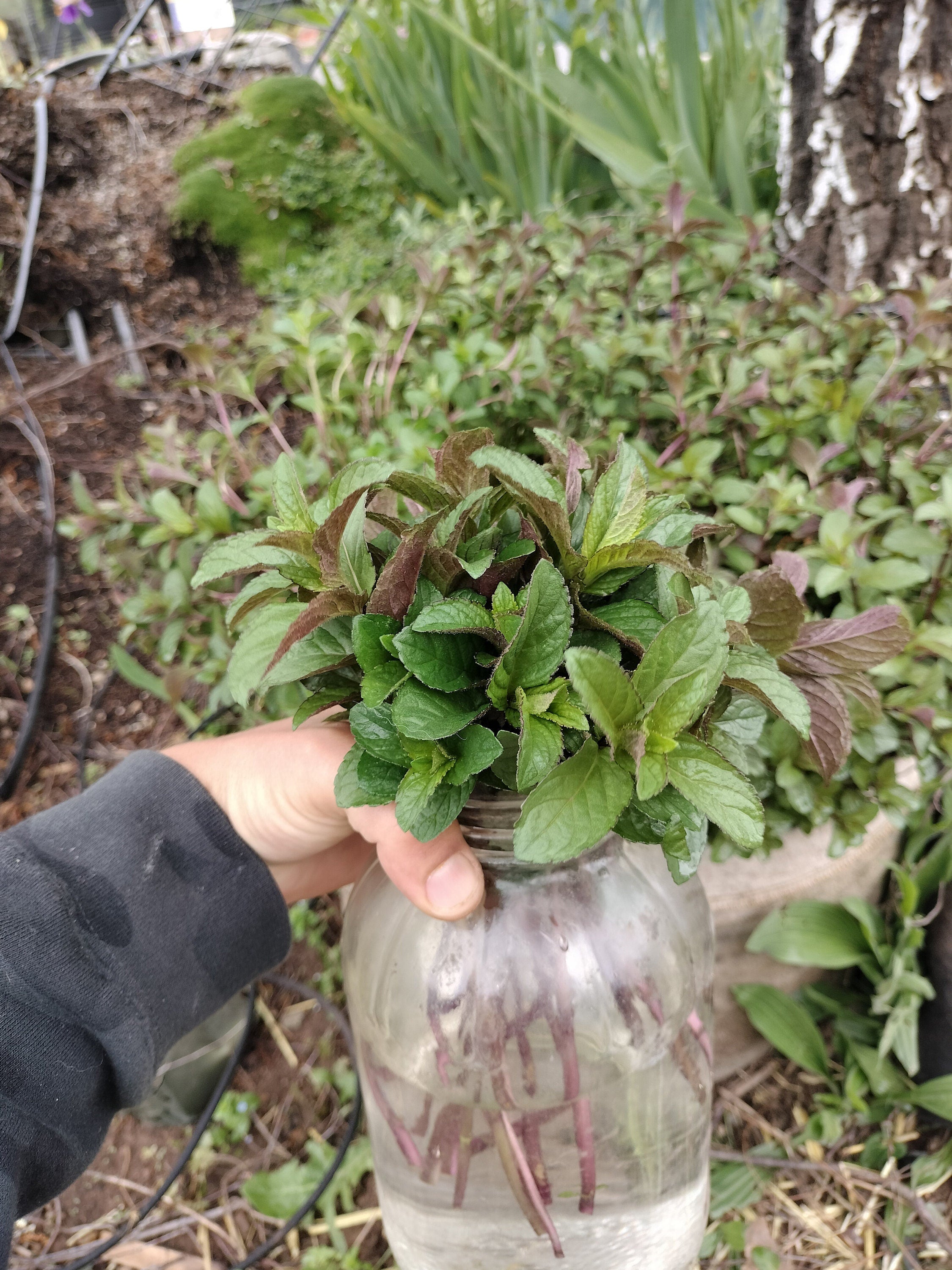 chocolate mint cutting or potted live plant beautiful purple flowers mint cutting chocolate mint tea detergent plant for bugs mint bees