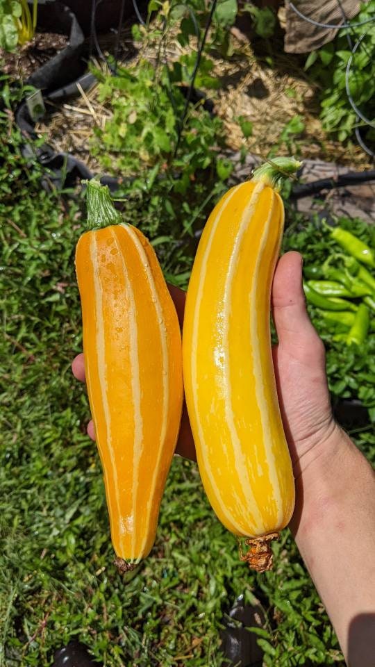 Freeze dried seasoned Zuici chips 2oz