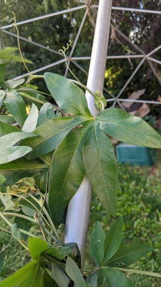 Passion Flower Vine Passiflora plant Cutting arch loving bee pollinators purple passion flower beautiful  garden flower green house vine