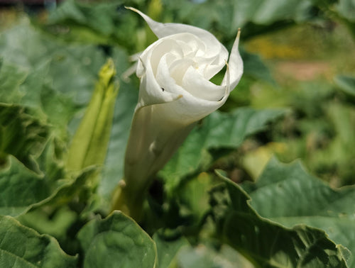 moonflower blooms at night Beautiful bloom Seeds 50ct