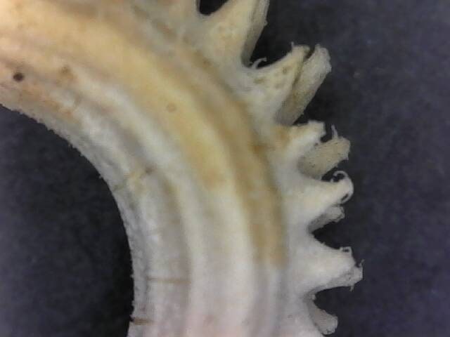 Calendula Flower Seed land scape skin care calendula garden organic seed winter bloom easy grow calendula tea flower organic skincare