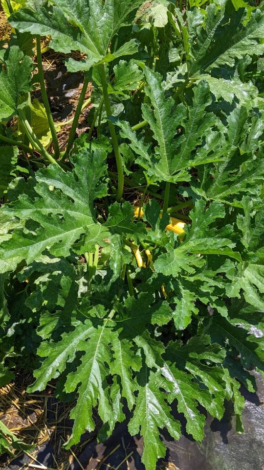 Freeze dried seasoned Zuici chips 2oz