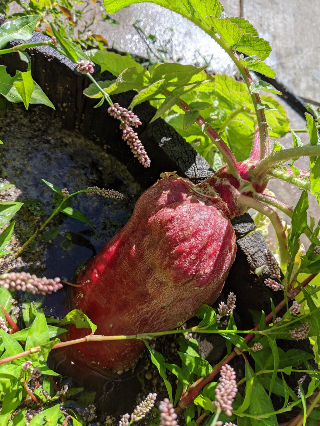 Radish seeds garden edible plant seed bank radish seed radish