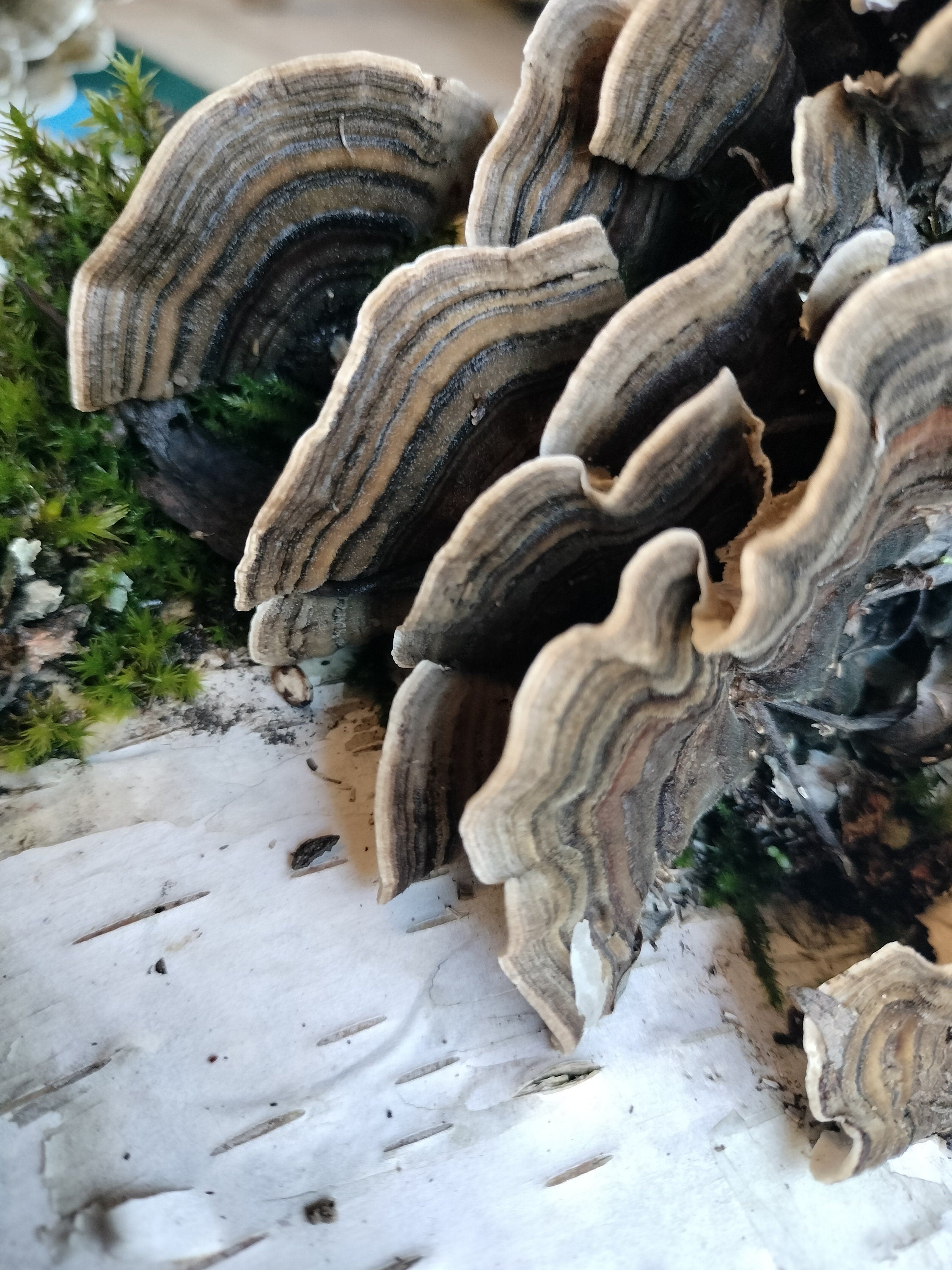 Coridus versicolor Turkey tail mushroom dehydrated half oz , gut health, coffee replacement, tea, healthy, beautiful mushroom, turkey tail,