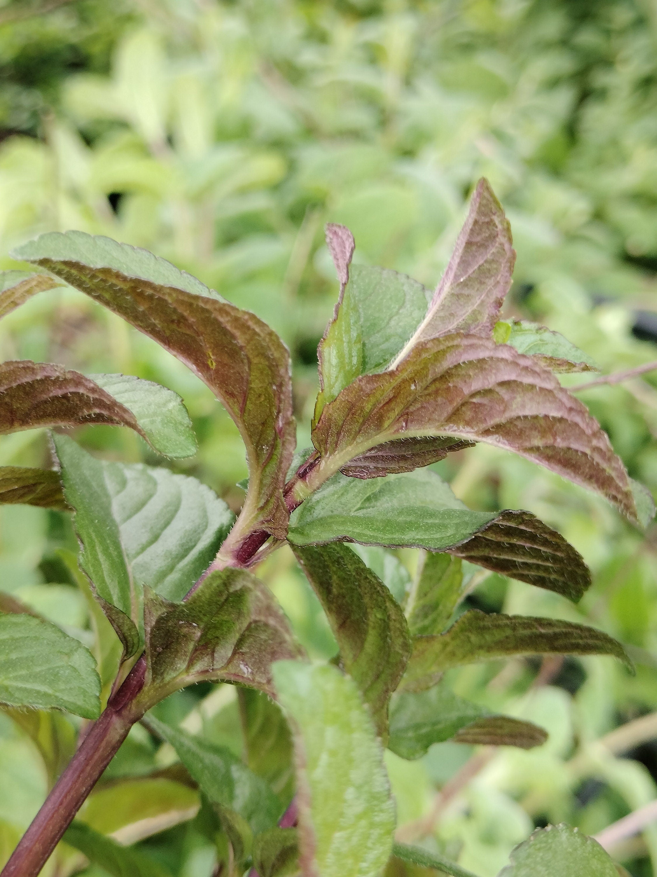 chocolate mint cutting or potted live plant beautiful purple flowers mint cutting chocolate mint tea detergent plant for bugs mint bees