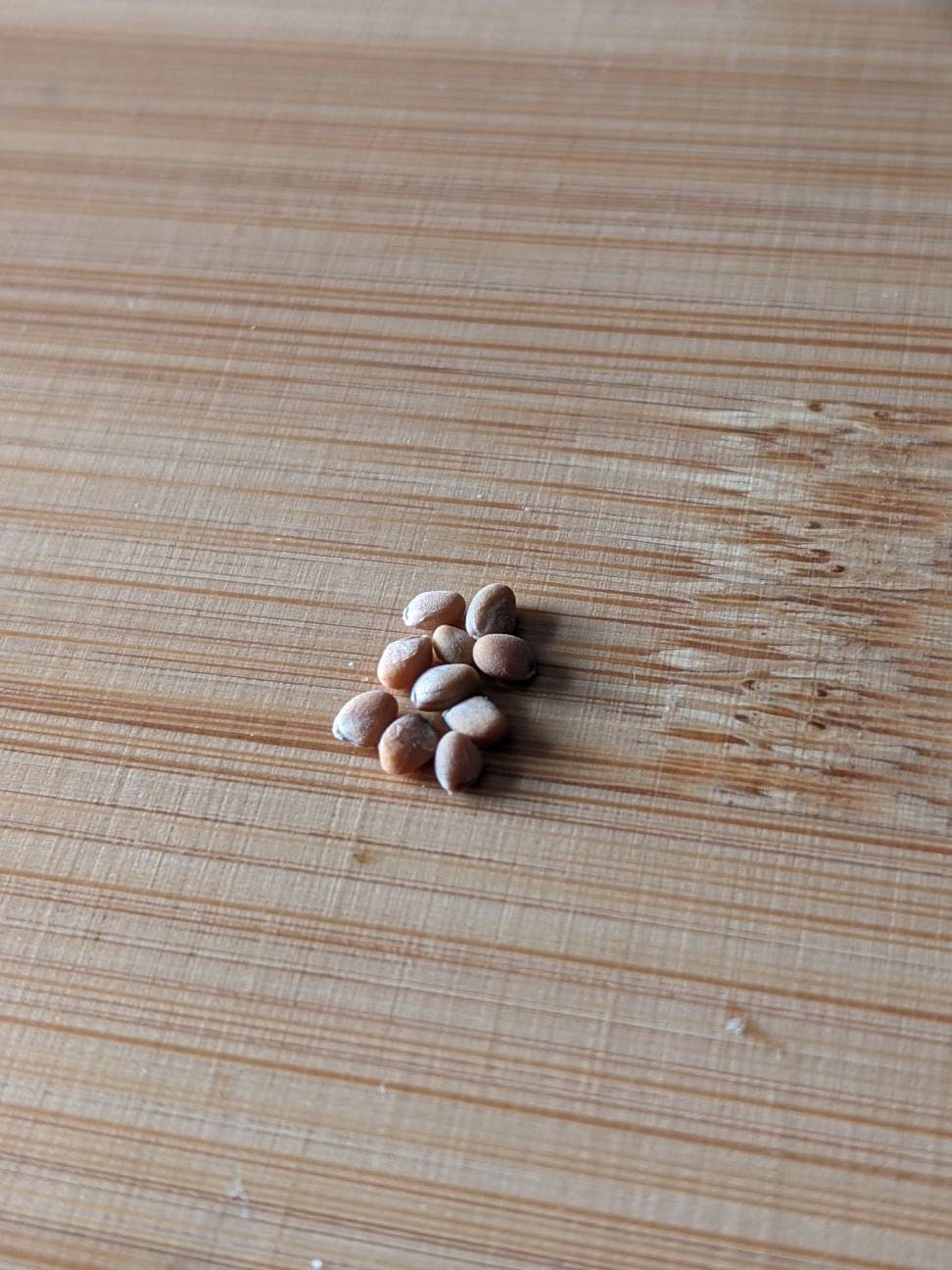 Radish seeds garden edible plant seed bank radish seed radish