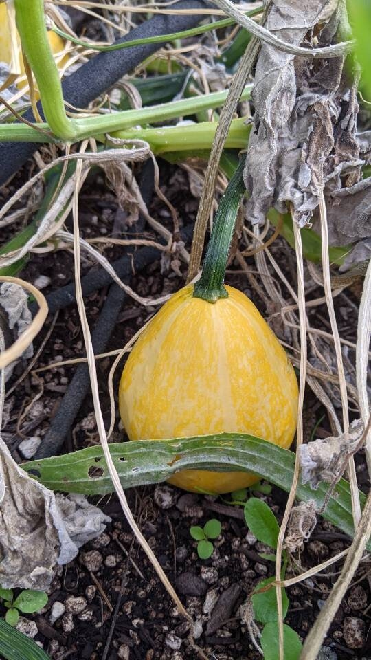 Calabas cup/bowl Gourds
