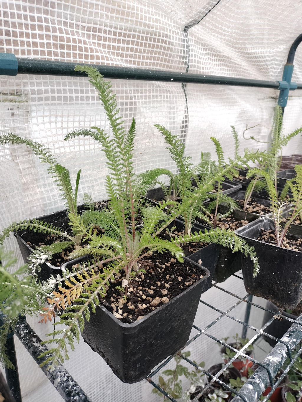 Achillea millefolium common yarrow plant sorganic white yarrow plant garden butterfly plant gift Herb Yarrow plant garden