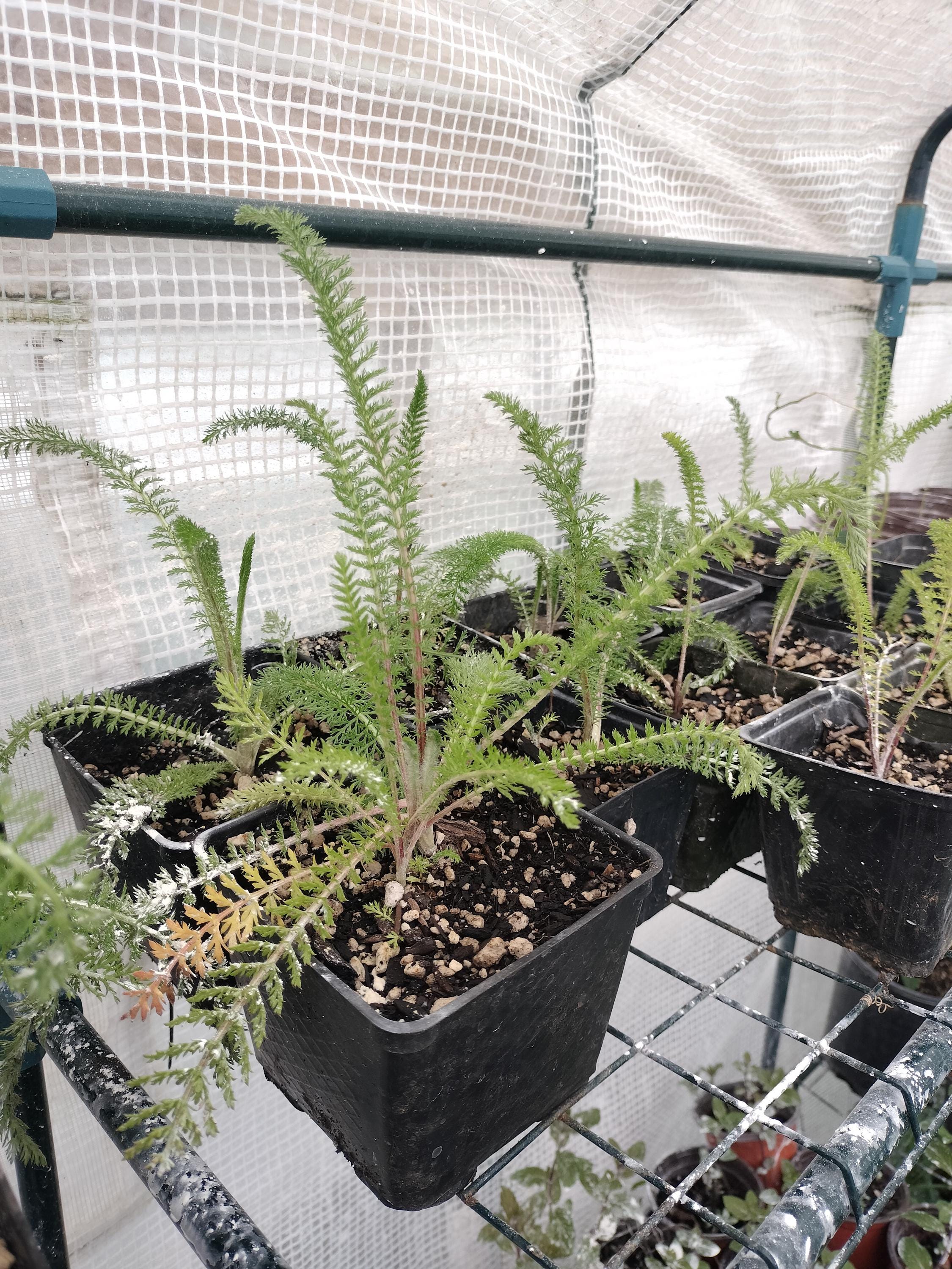 Achillea millefolium common yarrow plant sorganic white yarrow plant garden butterfly plant gift Herb Yarrow plant garden