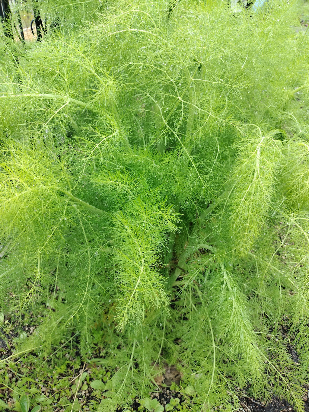 fennel plant Foeniculum vulgare live plant fennel garden potted plants fennel foeniculum fennel vulgare live plant fennel vulgare live pot