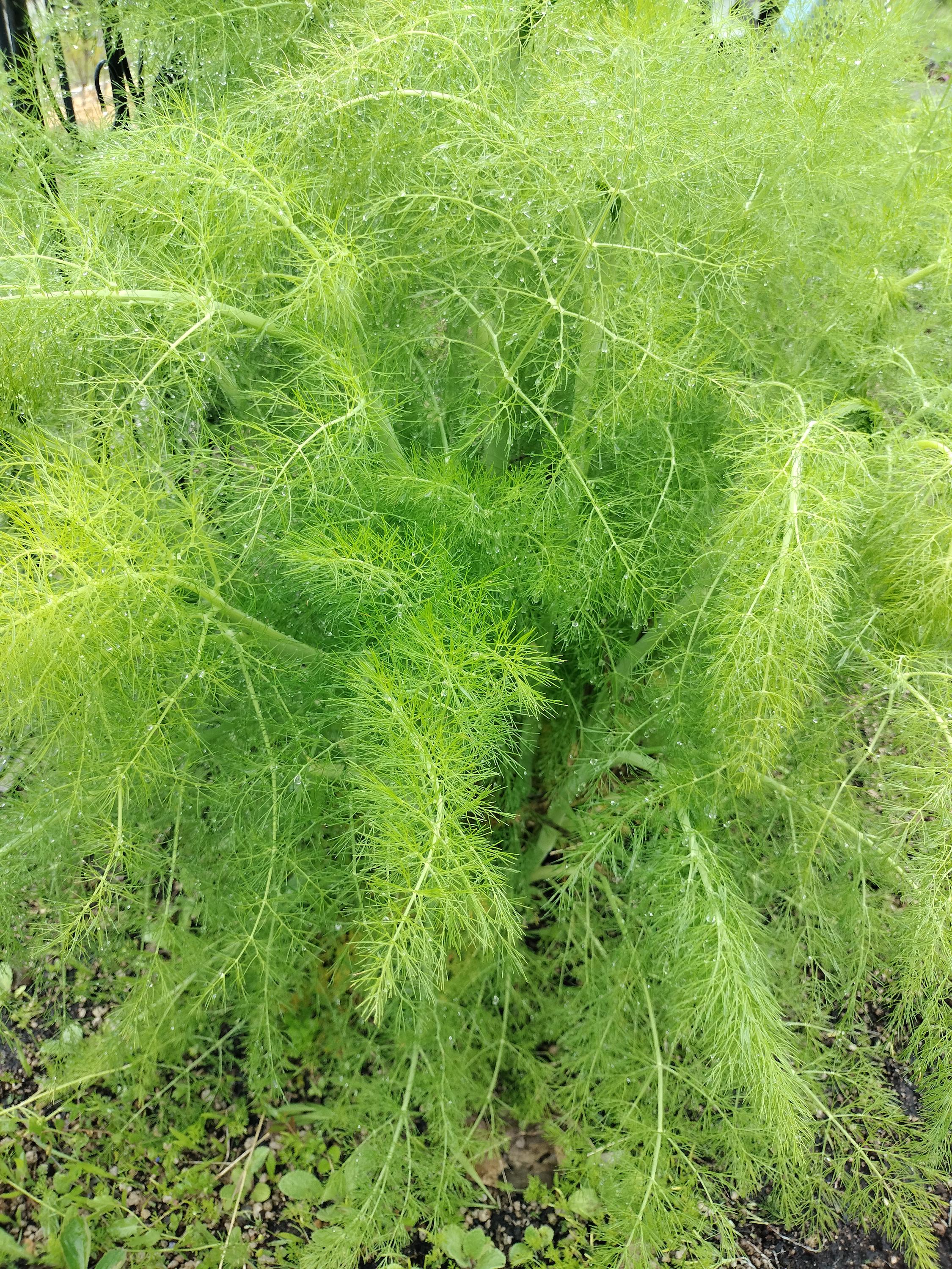 fennel plant Foeniculum vulgare live plant fennel garden potted plants fennel foeniculum fennel vulgare live plant fennel vulgare live pot