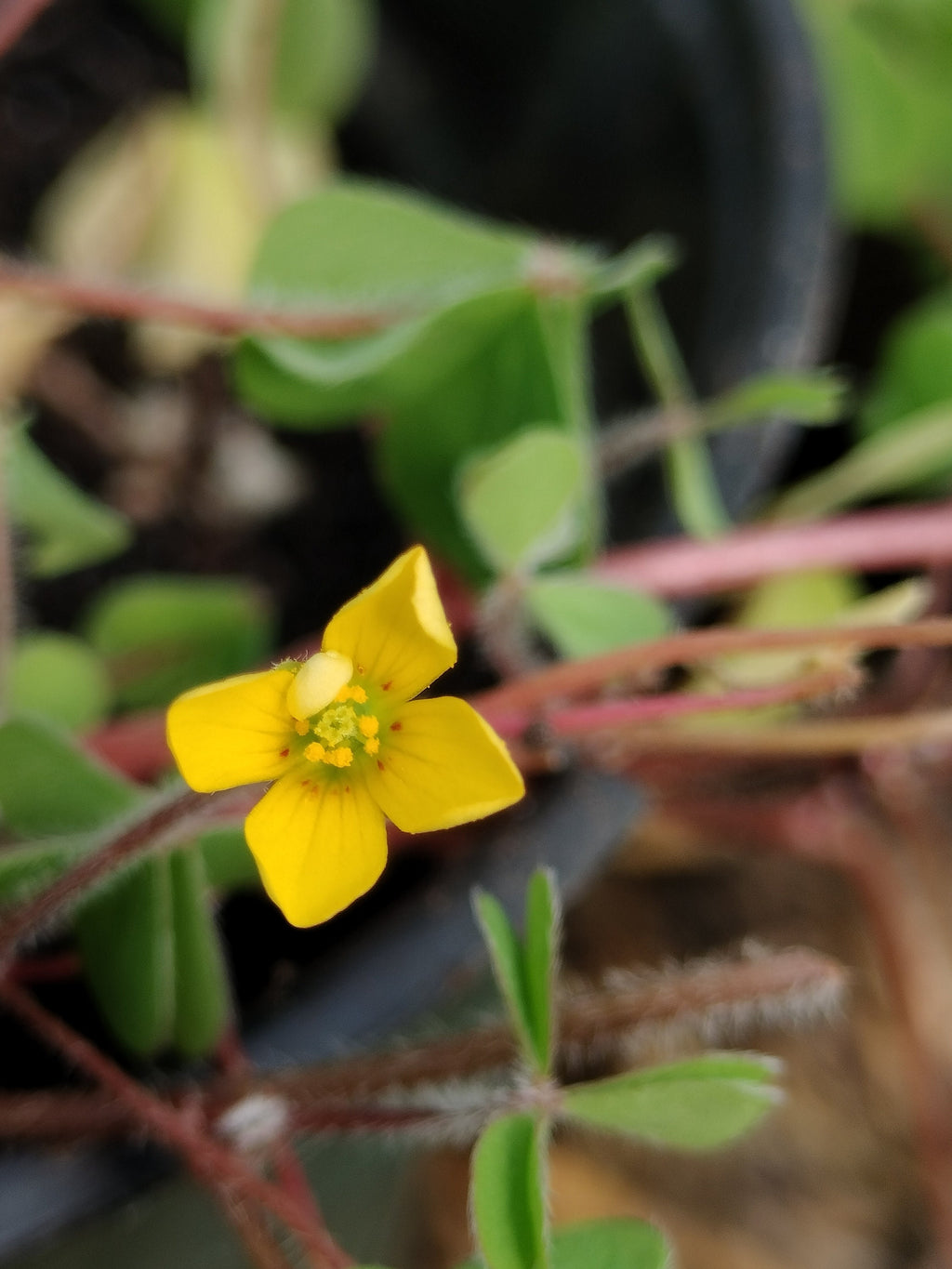 Live plant Clover Oxalis corniculata creeping yellow woodsorrel House Plant Yellow Flowers Clover Oxalis Ground Cover GreenHouse house plant