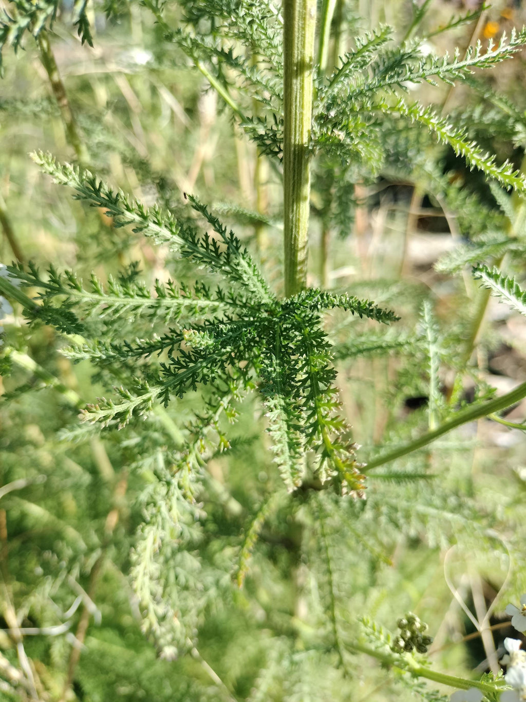 Achillea millefolium common yarrow seed organic white yarrow seeds garden butterfly plant gift Herb frequency energy seed yarrow bulk seeds