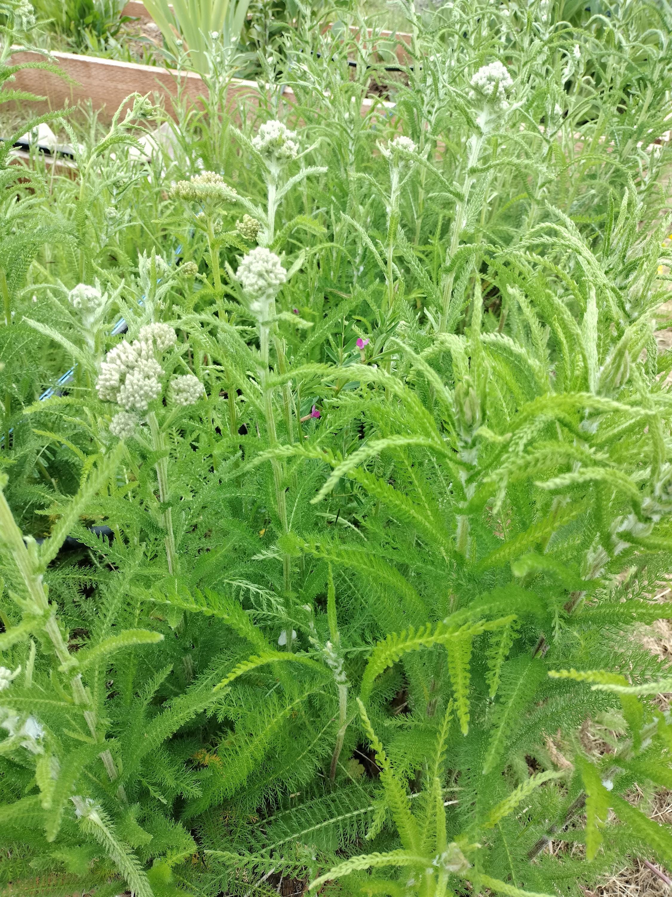 Achillea millefolium common yarrow plant sorganic white yarrow plant garden butterfly plant gift Herb Yarrow plant garden