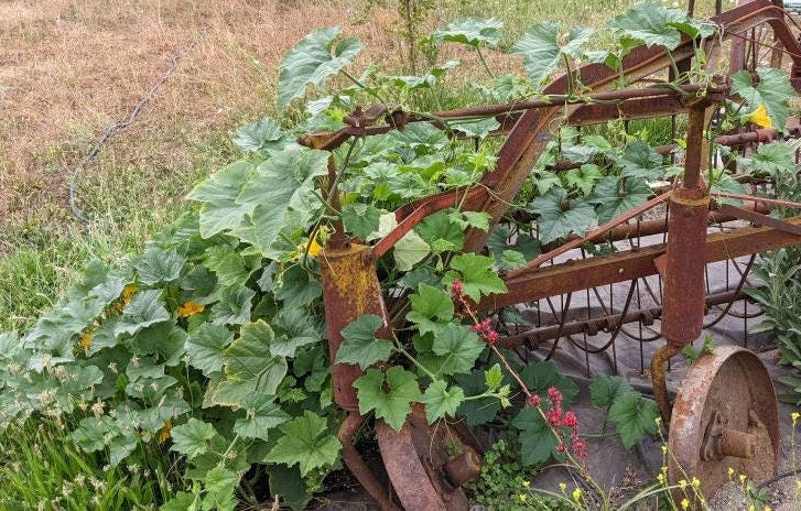 Dry Tennessee dancing Spinning Gourds decorations seed vine Arch loving small gourd dancing gourd fast growing home décor house art maraca