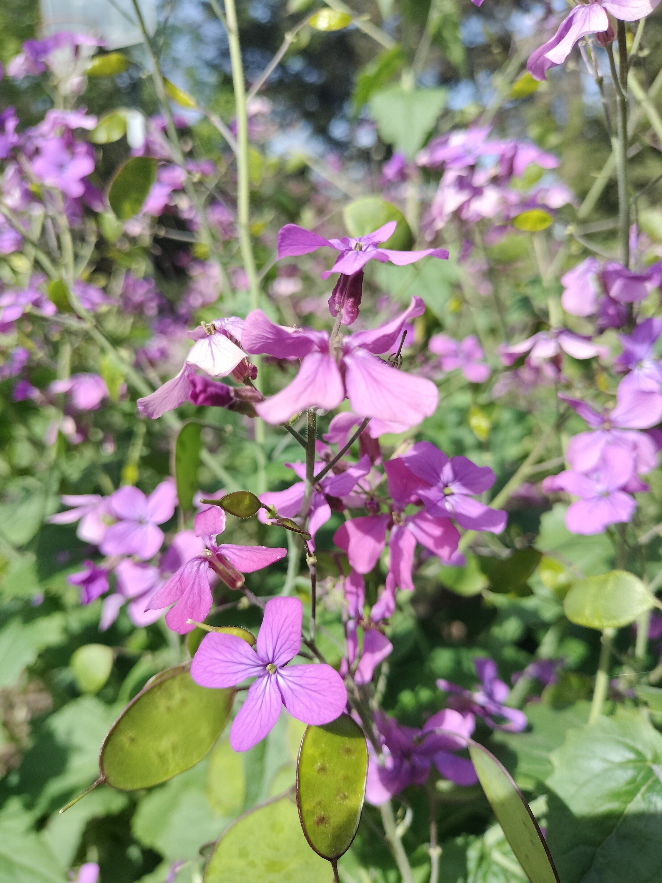 Lunaria annua seeds money plant oxygen maker blooms 2nd year beautiful purple flower landscape cabbage, mustard family sow seeds transplant