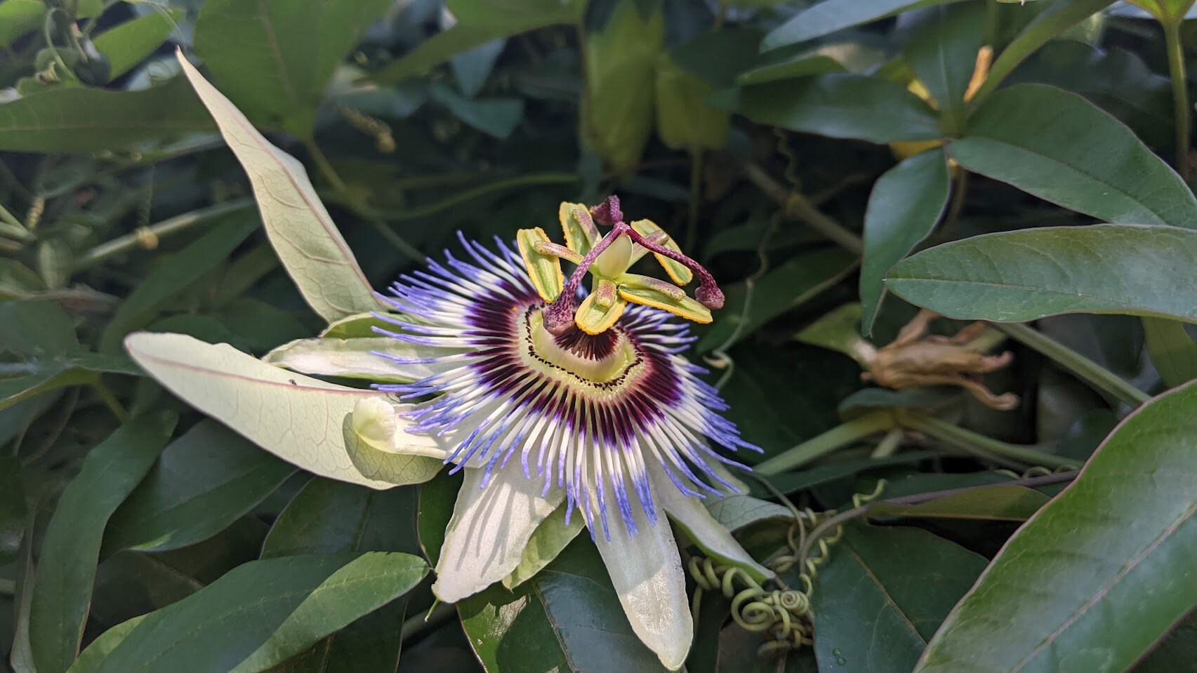Passiflora plant Cutting Passion Flower Vine arch loving bee pollinators purple passion flower beautiful  garden flower green house vine