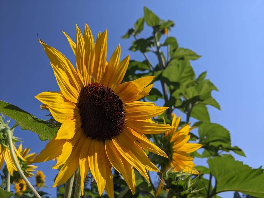 Sun Flower Seeds 35ct