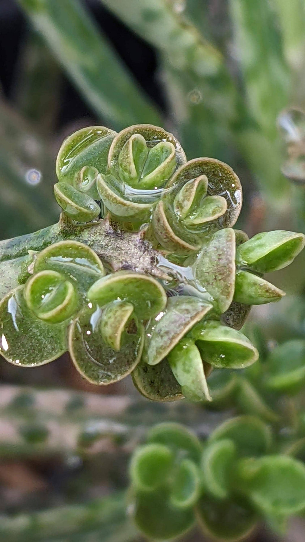 mother million babies succulents Madagascar rare plant zones 10-12 gift energy plant (25 count)