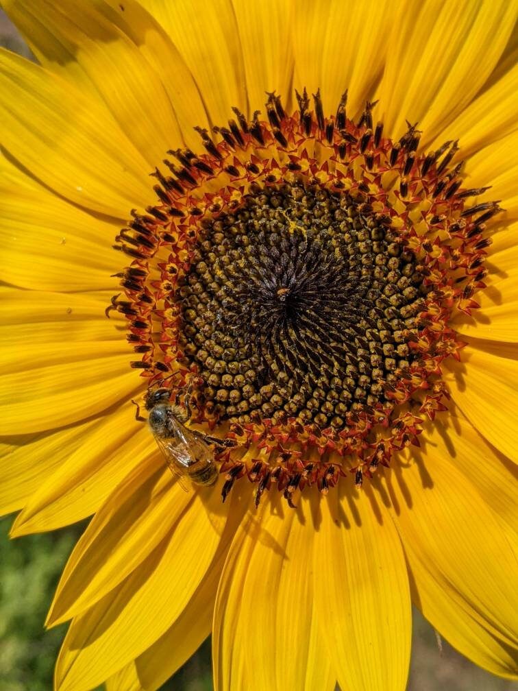 Sun Flower Seeds 35ct