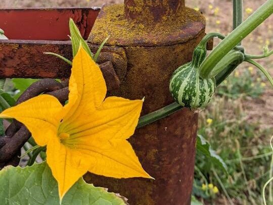Dry Tennessee dancing Spinning Gourds decorations seed vine Arch loving small gourd dancing gourd fast growing home décor house art maraca