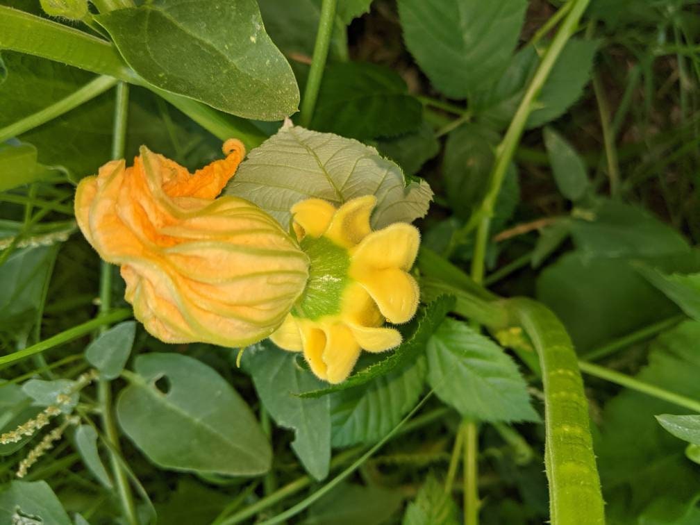 Home grown organic Dried Gourds 3 ct